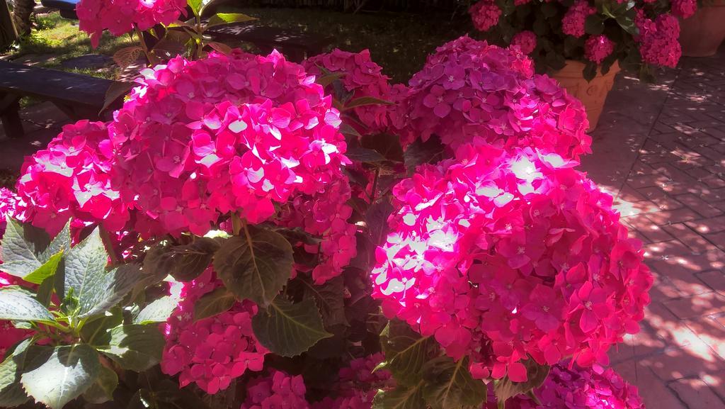 Bed and Breakfast Bellaria Relais Piano di Sorrento Exterior foto